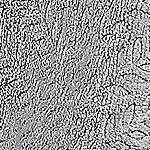 Kate Aurora Floral Ferns Shabby Chic Styled Oversized Ultra Soft & Plush Accent Throw Blanket